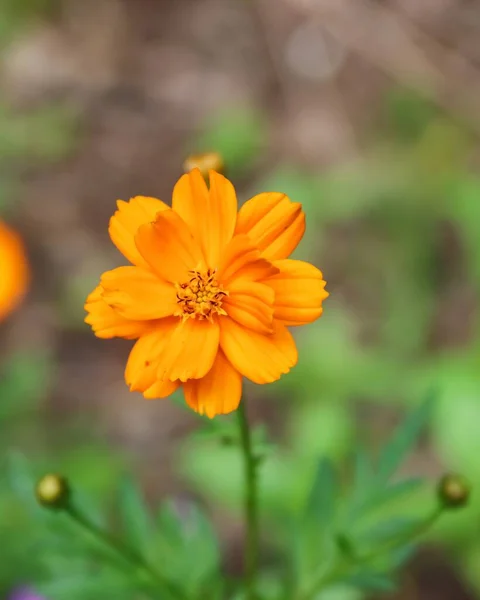 Primo Piano Verticale Fiore Cosmo Zolfo Arancione Fiore — Foto Stock