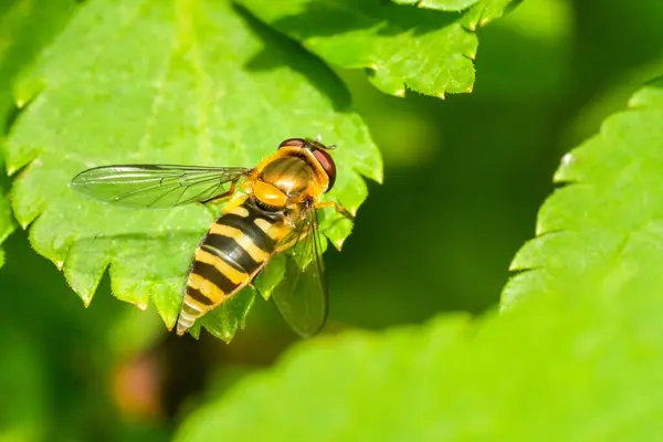 Epistrophe Fly Green Leaf — Stock Photo, Image