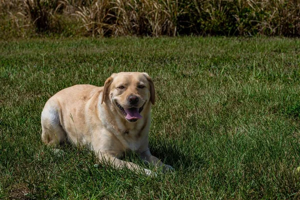 Een Vrolijke Labrador Retriever Hond Zittend Het Gras — Stockfoto