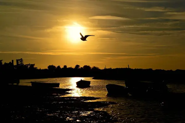 Silhouette Bird Flying Lake Boats Sunset — Stock Photo, Image