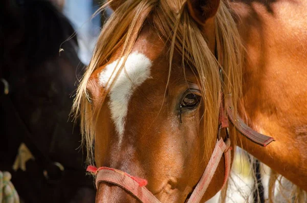 Portret Konia Bliska Portugalia Koncepcja Zwierząt Domowych — Zdjęcie stockowe