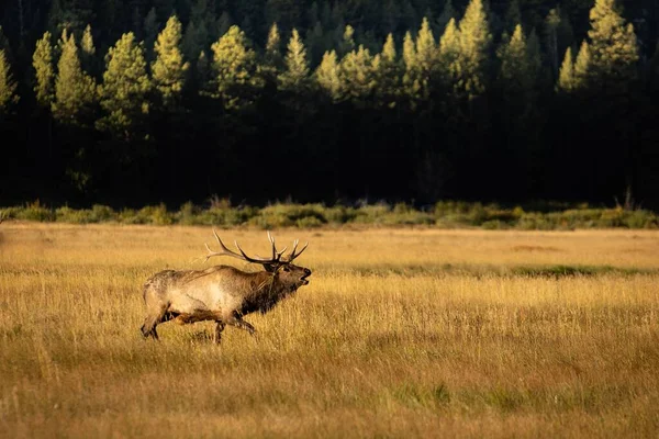 Wild Deer Big Horns Field — Stock Photo, Image