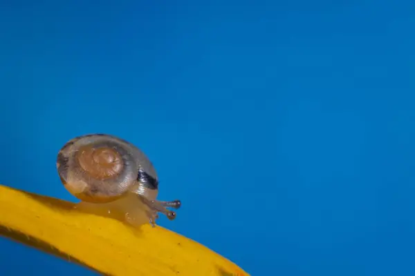 배경을 달팽이를 매크로 — 스톡 사진