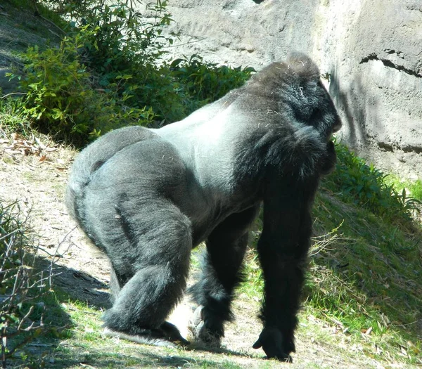 Ein Blick Von Der Seite Eines Gorillas Der Auf Die — Stockfoto