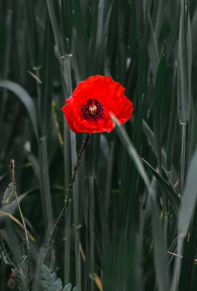 Tiro Vertical Poppy Vermelho Florescendo Cercado Por Grama Verde — Fotografia de Stock