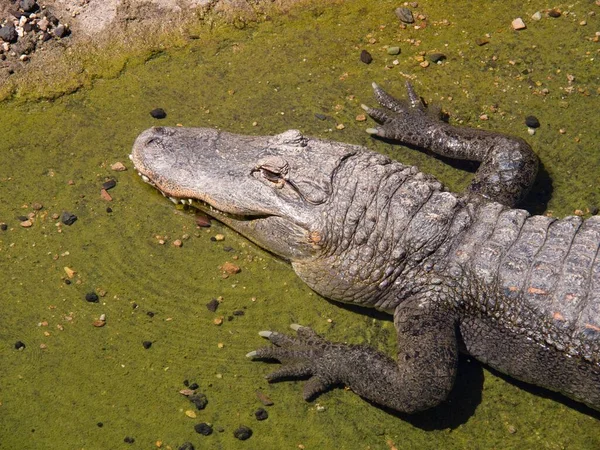 Een Mississippi Alligator Een Dierentuin Onder Het Zonlicht — Stockfoto