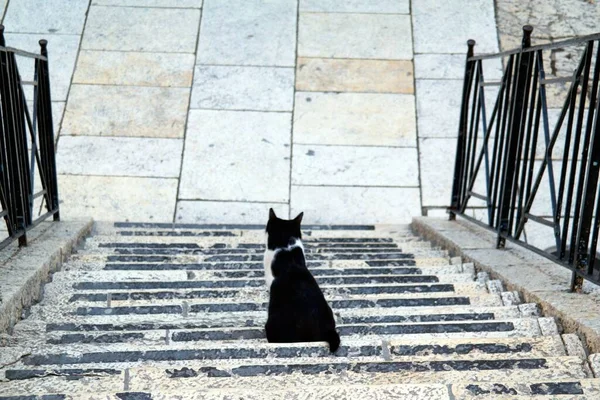 耶路撒冷旧城的楼梯上坐着一只猫 — 图库照片