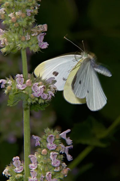 Eine Vertikale Nahaufnahme Eines Schönen Weißkohl Schmetterlings Der Gegen Eine — Stockfoto