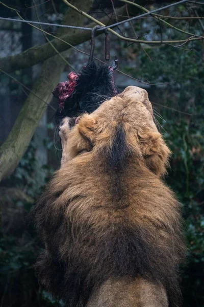 Beautiful Young Lion Fluffy Mane Eagerly Devouring Large Chunk Meat — Stock Photo, Image