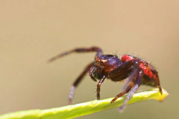 Närbild Skott Röd Backas Hoppande Spindel Suddig Bakgrund — Stockfoto