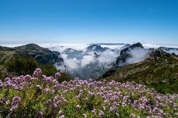 Portekiz Madeira Önplanında Çiçekler Olan Güzel Bir Dağ Manzarası — Stok fotoğraf