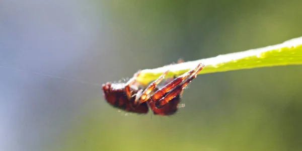 Uma Foto Close Uma Aranha Saltando Apoiada Vermelho Fundo Embaçado — Fotografia de Stock