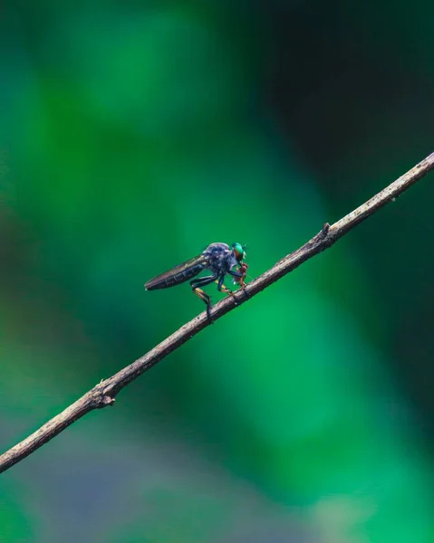 Ommatius Robber Fly Branch — Stock Photo, Image
