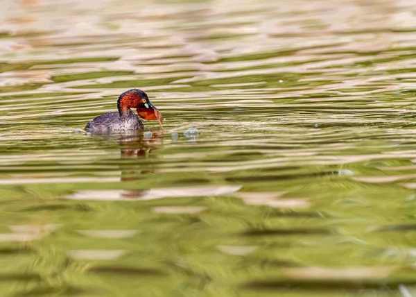 Tiro Close Grebe Com Chifres Segurando Uma Folha Bico Lago — Fotografia de Stock