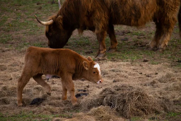 Uma Vaca Bezerro Planalto Comer Prado — Fotografia de Stock