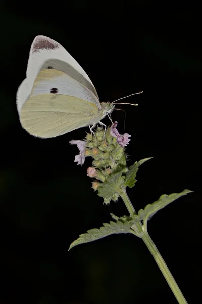 Vertikální Detailní Záběr Krásné Bílé Zelí Motýl Černém Pozadí — Stock fotografie