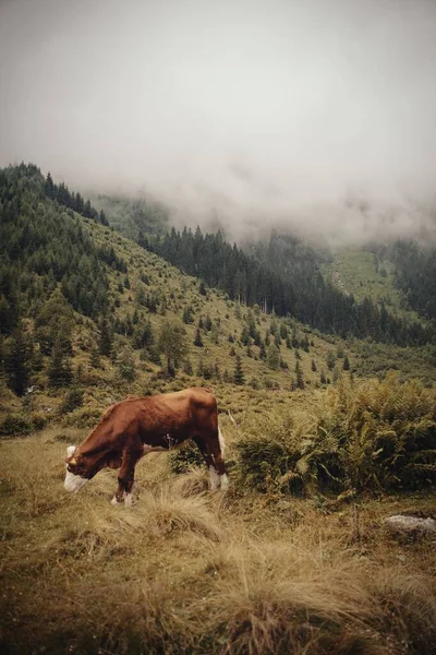 Uma Vaca Marrom Pastando Uma Área Montanhosa Uma Manhã Nebulosa — Fotografia de Stock