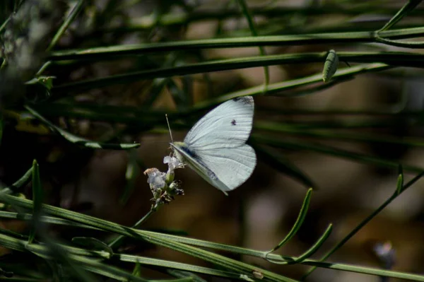 Ένα Κοντινό Πλάνο Μιας Πεταλούδας Pieris Brassicae — Φωτογραφία Αρχείου