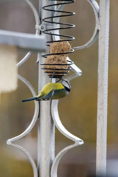 Closeup Eurasian Blue Tit Eating Bird Feeder — Stock Photo, Image