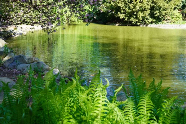 Una Hermosa Escena Lago Verde Con Árboles Plantas Alrededor Día —  Fotos de Stock