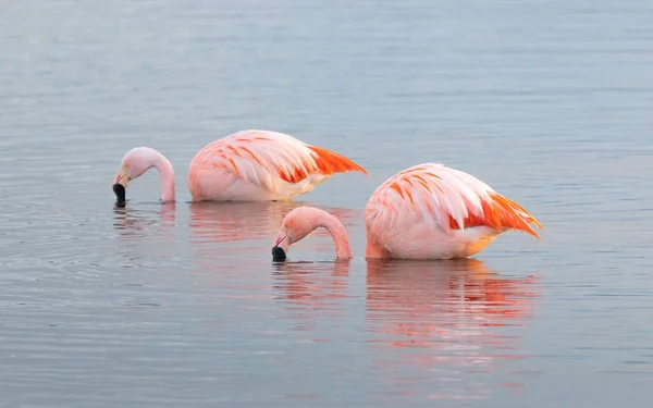Dwie Flamingi Wody Pitnej Morza — Zdjęcie stockowe