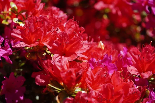 Крупный План Розовых Цветов Азалии Кустарнике — стоковое фото