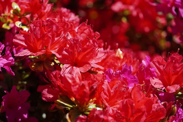 A Closeup of Azalea pink flowers on a shrub