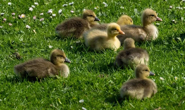 Siete Goslings Greylag Una Zona Cubierta Hierba Con Margaritas Hierba — Foto de Stock