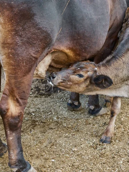 Calf Feeding Its Mother Udder Rural Farm Concept — Stock Photo, Image
