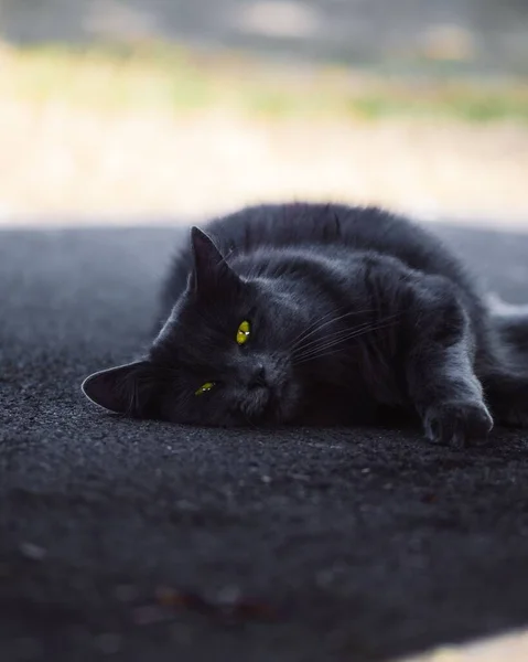 一只黑猫在日光下躺在沥青路面上的垂直镜头 — 图库照片