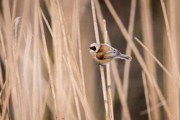 Shallow Focus Shot Adorable Eurasian Penduline Tit Perched Brown Bamboo — стоковое фото