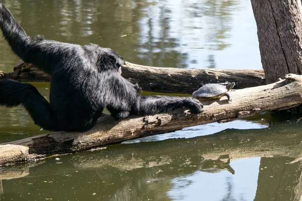 一只黑色长臂猿和一只乌龟在拉玛甘萨法利公园玩耍 — 图库照片