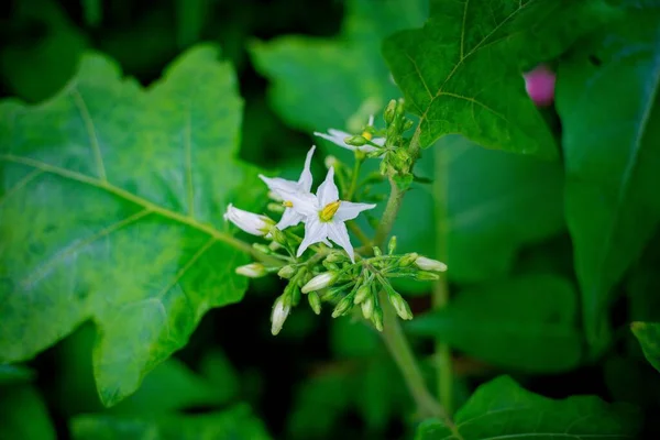 Eine Nahaufnahme Von Solanum Torvum Blüten Die Garten Wachsen — Stockfoto