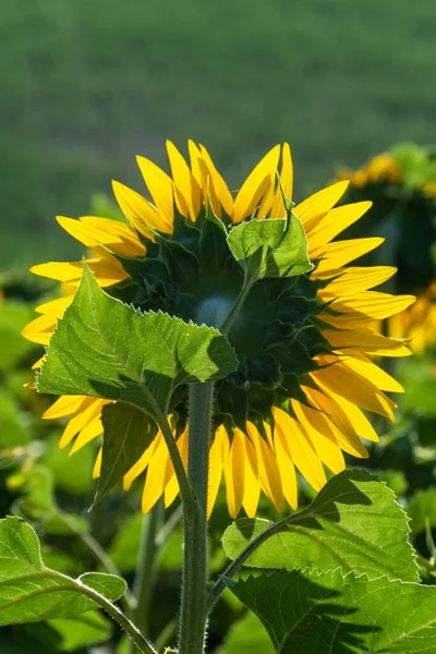 Slunečnice Poli Slunečného Rána — Stock fotografie