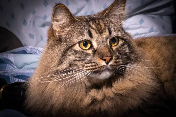 Retrato Gato Siberiano Peludo Ojos Amarillos —  Fotos de Stock