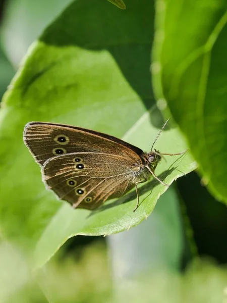 Барвистий Метелик Зверху Листя — стокове фото