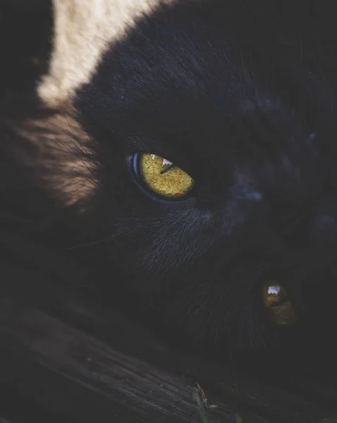 Disparo Vertical Una Cabeza Gato Negro Con Ojos Verdes Día — Foto de Stock