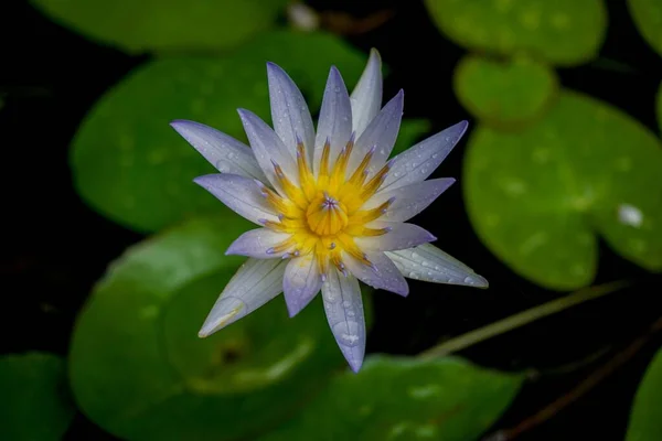 Primer Plano Una Hermosa Flor Loto Creciendo Agua — Foto de Stock