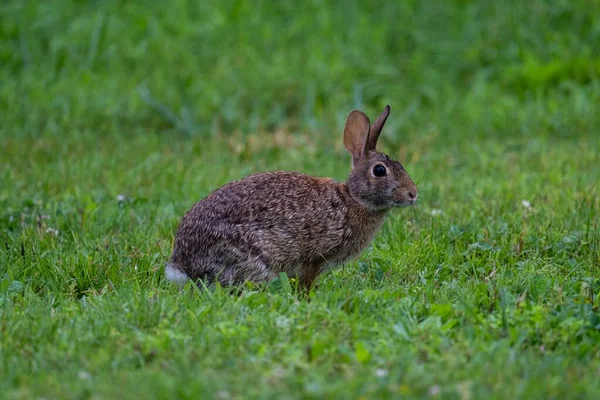 Çimlerin Üzerinde Duran Sevimli Kahverengi Bir Tavşanın Yakın Çekimi — Stok fotoğraf