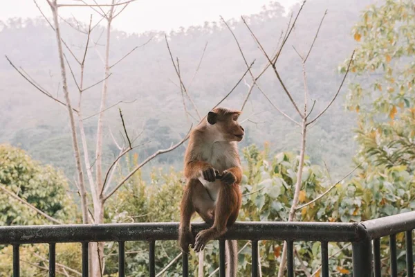 Macaco Capota Sentado Uma Cerca Metal Sri Lanka — Fotografia de Stock