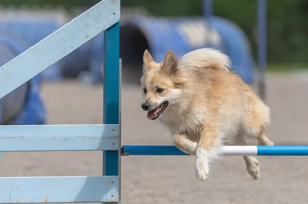 Primer Plano Perro Pastor Islandés Saltando Sobre Obstáculo Agilidad — Foto de Stock