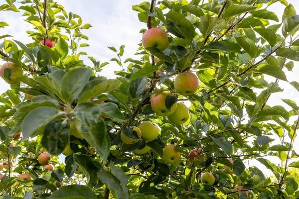 Manzano Jardín Con Sol Entre Las Hojas —  Fotos de Stock