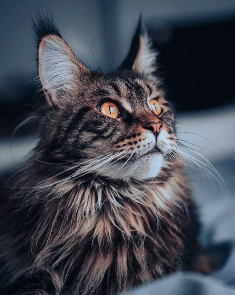 Een Grijze Maine Coon Kijkt Omhoog — Stockfoto