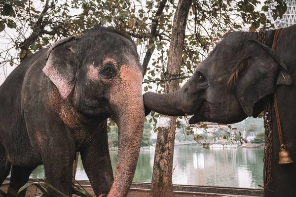 Симпатичная Пара Слонов Играющих Вместе Открытом Воздухе Коломбо Шри Ланка — стоковое фото