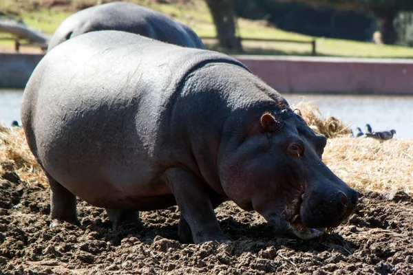 Hipotam Ramat Gan Safari Park Izraelu — Zdjęcie stockowe