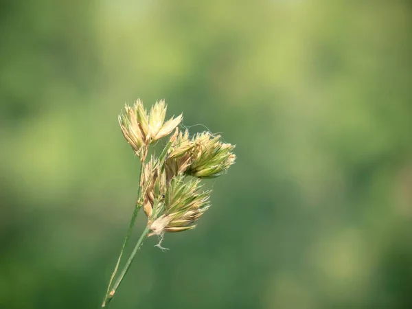 Plan Sélectif Insecte Onorchardgrass Dactylis Glomerata — Photo