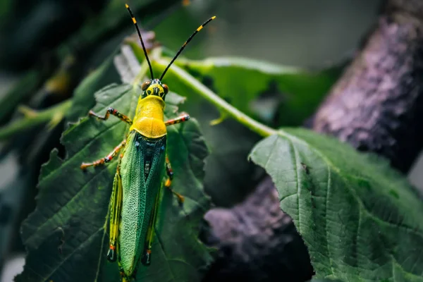 Yeşil Bir Yaprak Üzerinde Büyük Yeşil Bir Çalı Cırcır Böceğinin — Stok fotoğraf