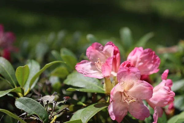 Sebuah Gambar Closeup Dari Tanaman Rhododendron Merah Muda Sebuah Taman — Stok Foto