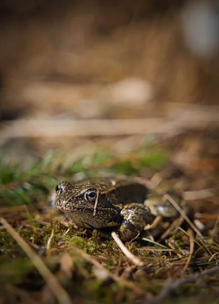 地上的草蛙 Rana Temporaria — 图库照片
