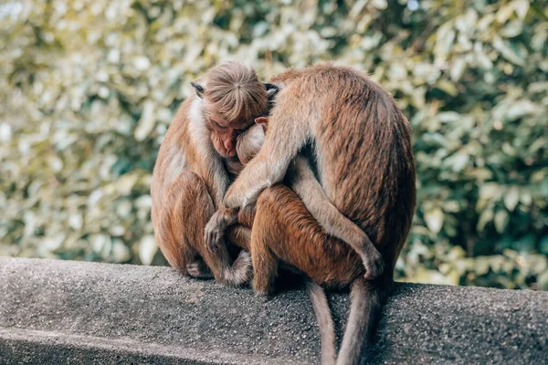 Sebuah Keluarga Monyet Yang Lucu Saling Berpelukan — Stok Foto